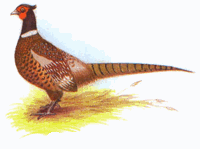 Ideal_Pheasants Ideal_Pheasants